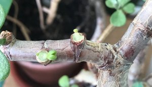 Спасение старой крассулы овата. (часть 2 - Пробуждение) Crassula ovata
