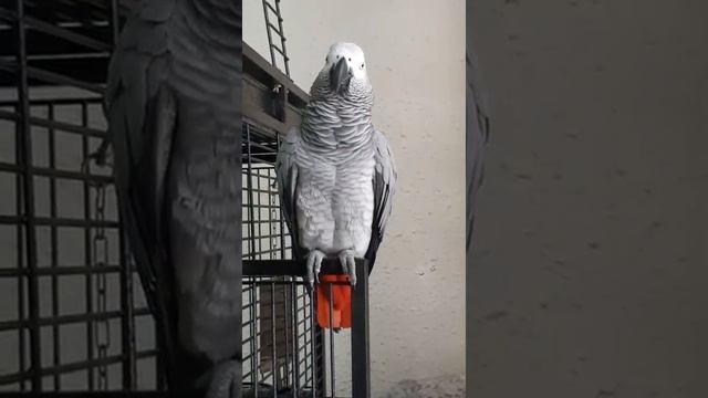" поцелувачка" или упрямый серый Попугай...
