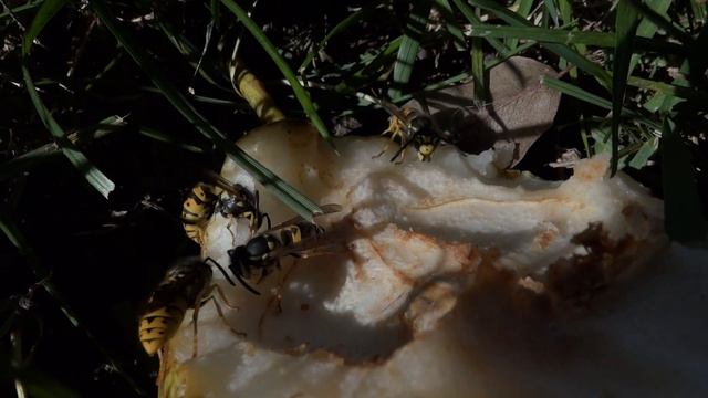 Sony DSC-HX100V Hi Def Video 10-16-11 смотреть онлайн