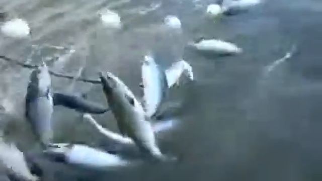 Смотреть Рыбалка На Море №1 . Особенности Морской Рыбалки. Морская Рыбалка. смотреть онлайн