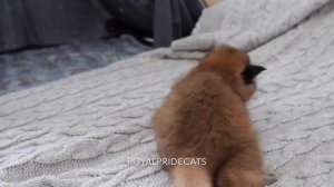 Cute and funny baby caracal kittens. Смешные котята каракалы.