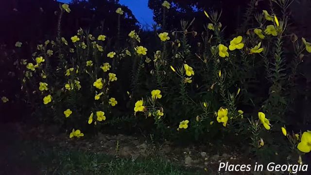 Ослинник душистый Oenothera odorata ღამის ყვავილი смотреть онлайн