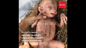 Свинья родила человекоподобного поросенка