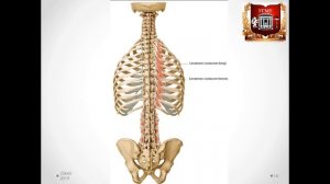 Muscles of chest