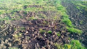 формирование куста инжира. выбираем высоту