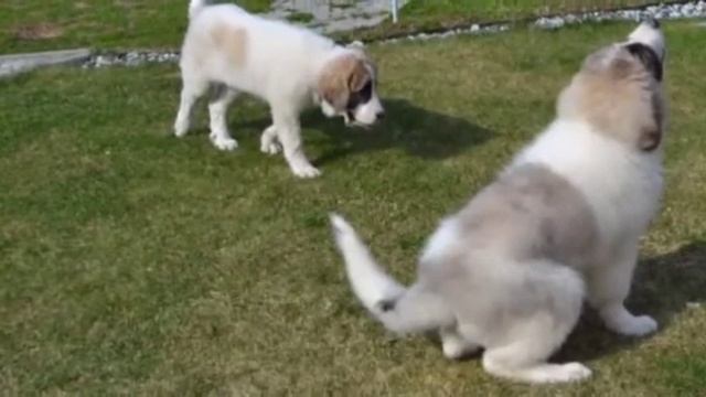 Самые крупные собаки мира. смотреть онлайн