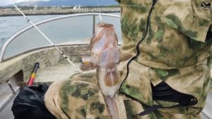 Морская рыбалка на черном море в Геленджике. Ядовитая и ужасная рыба дракон , морской скорпион.