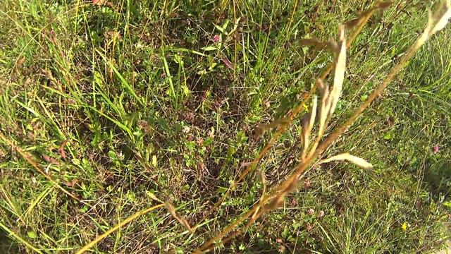 Эпизод 1. Начало похода в поисках грибов недалеко от Мшинской в окрестностях реки Ящеры смотреть онлайн