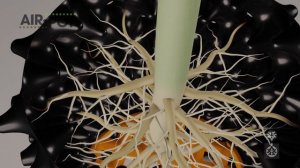 Горшки "Аир-Пот"