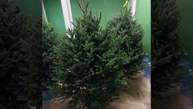 05 декабря 2022  Пихта Фразера смотреть онлайн