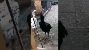 О ШАМО Германия ШАМО бойцовский петушки выставка