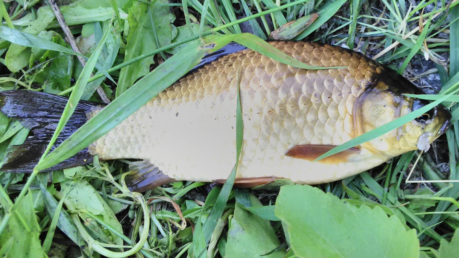 вываживание карася