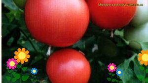 Томат обыкновенный Снеговик малиновый. Краткий обзор, описание характеристик, где купить семена