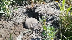 Слепыш обыкновенный или как  мы спасали незнакомца