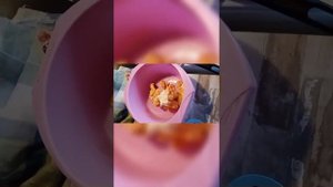 Гриб куриное мясо или трутовик серно-желый сбор и приготовление!1 сентября 2022 год.