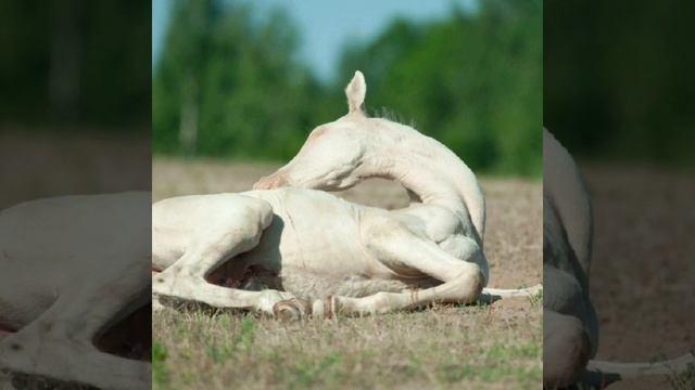 Ахалтекинская лошадь Изабеловой масти , откудого взялось это название? смотреть онлайн