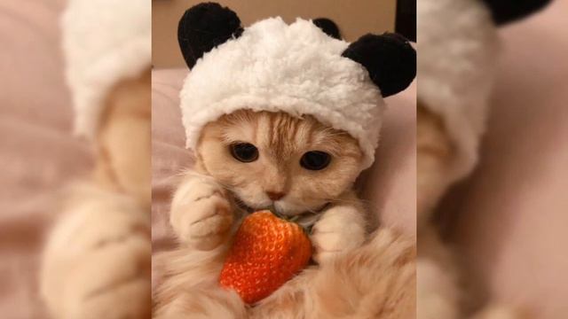 Yanix - Каролина кто придумал имя?