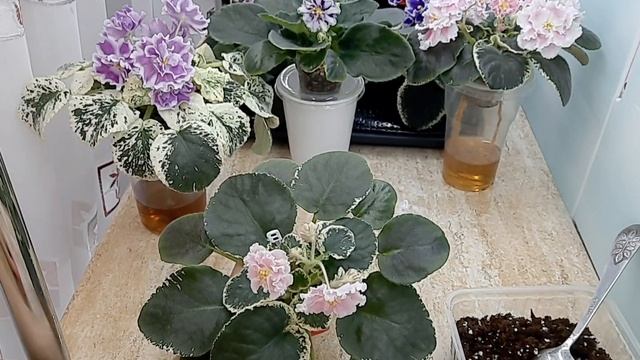 Фиалки! Как уменьшить влажность грунта на фитильном поливе. смотреть онлайн