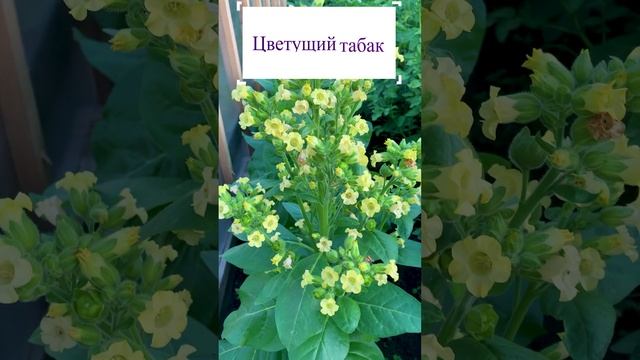 Цветущий табак.??