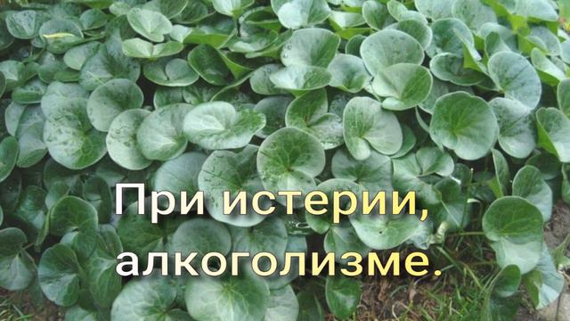 Копытень европейский