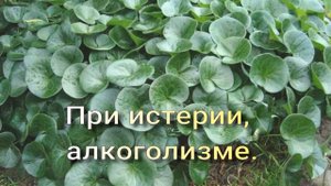 Копытень европейский