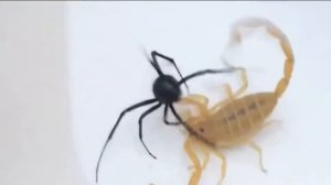 Черная вдова против Скорпиона  ( Шок )