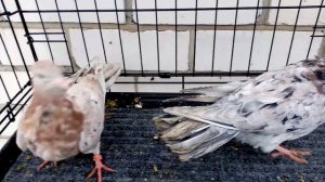 Голуби бакинские мраморные Тамбов. 27.12.2021.(короткий обзор)