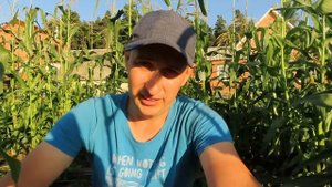 МОЙ СУПЕР СПОСОБ РАЗМНОЖЕНИЯ КЛУБНИКИ. 99,9% укоренение. Урожай уже в этом году.