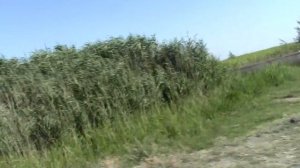 Гардабани совхоз кирова