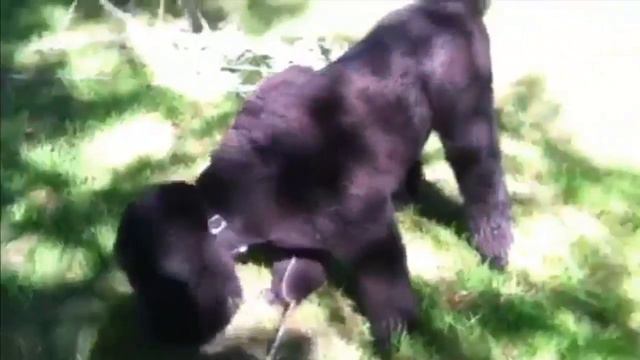 Standard Poodle Grooming - Before and After смотреть онлайн