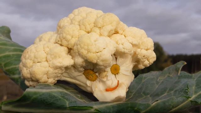 С ДНЕМ РОЖДЕНИЯ НАСТЯ ОТ КАПУСТКИ