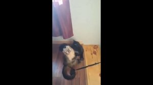 Кот и капуцин - лучшие друзья