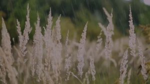 Фатима дочь Пророка Мухаммада (саляллаху алайхи уа саллям)