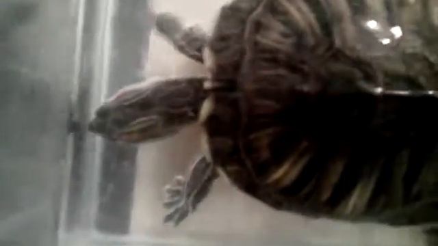 Вот -так вырастают красноухие черепахи смотреть онлайн