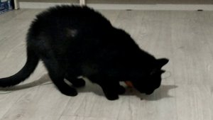 Как заставить кошку двигаться?