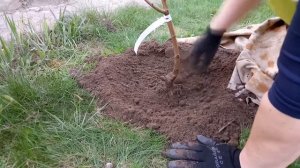 Посадка ШЕЛКОВИЦЫ . Сорт Шелли и Галиция