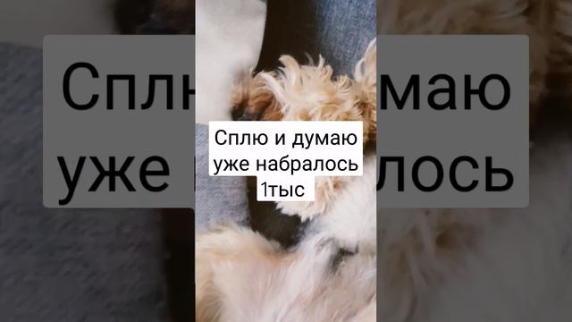 Думаю о том когда наберётся 1тыс йоршат! 😍