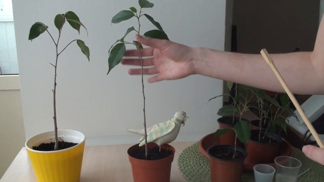 Фикус Даниэль. Наблюдение за формированием штамба. смотреть онлайн