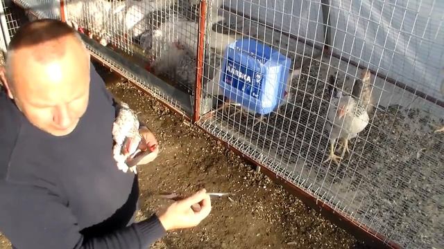 Укрощение строптивого Леггорна обрезка и прижигание клюва смотреть онлайн