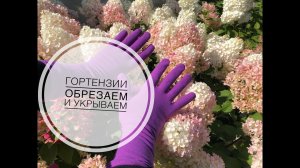 Все секреты обрезки и осенней подкормки гортензии крупнолистной и метельчатой.