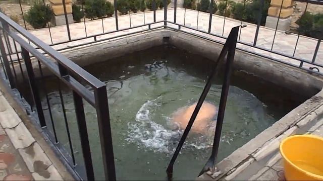 Хорлы. Источник с серебряной водой