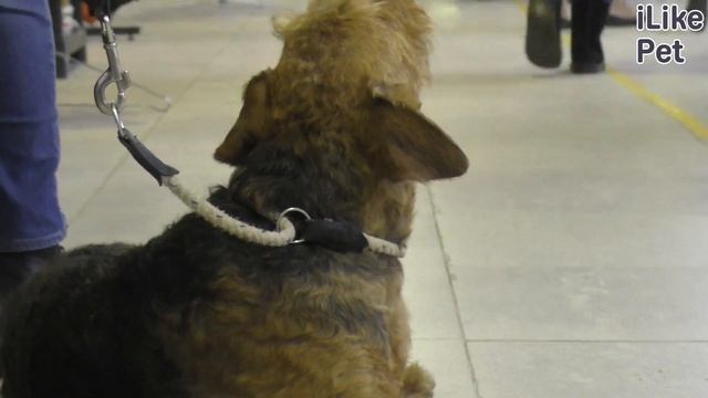 Эрдельтерьер на ilikepet. Особенности породы, уход смотреть онлайн