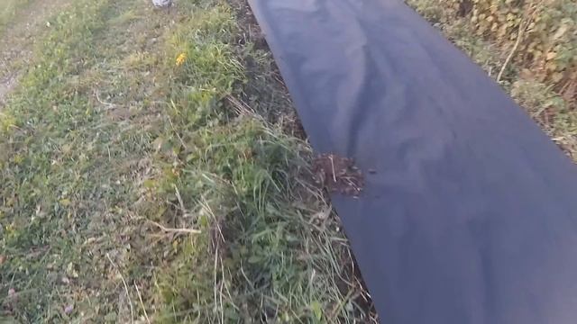 Непобедимый СОРНЯК будет ПОВЕРЖЕН! Только ЭТОТ СПОСОБ работает на глине. смотреть онлайн