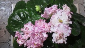 Цветение сортовой фиалки АВ-Загадочный Лес.Описание сорта.