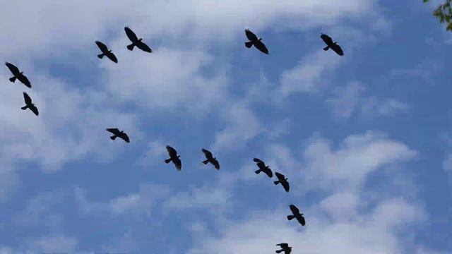 Стая галок смотреть онлайн