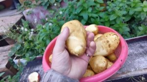 Перепелиный навоз, это ПУШКА удобрение.!!!!