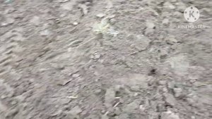 Пахота оборотным плугом МТЗ трактор МТЗ 82 турбо