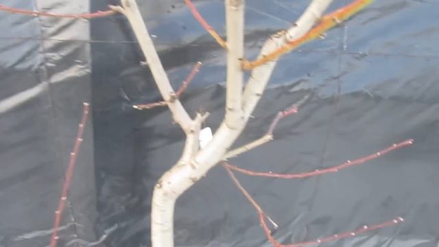 ОБРЕЗКА ПЕРСИКА В ЯНВАРЕ. смотреть онлайн