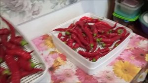 Сушим перец двумя способами