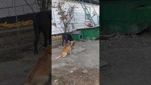 Маленький борадор.